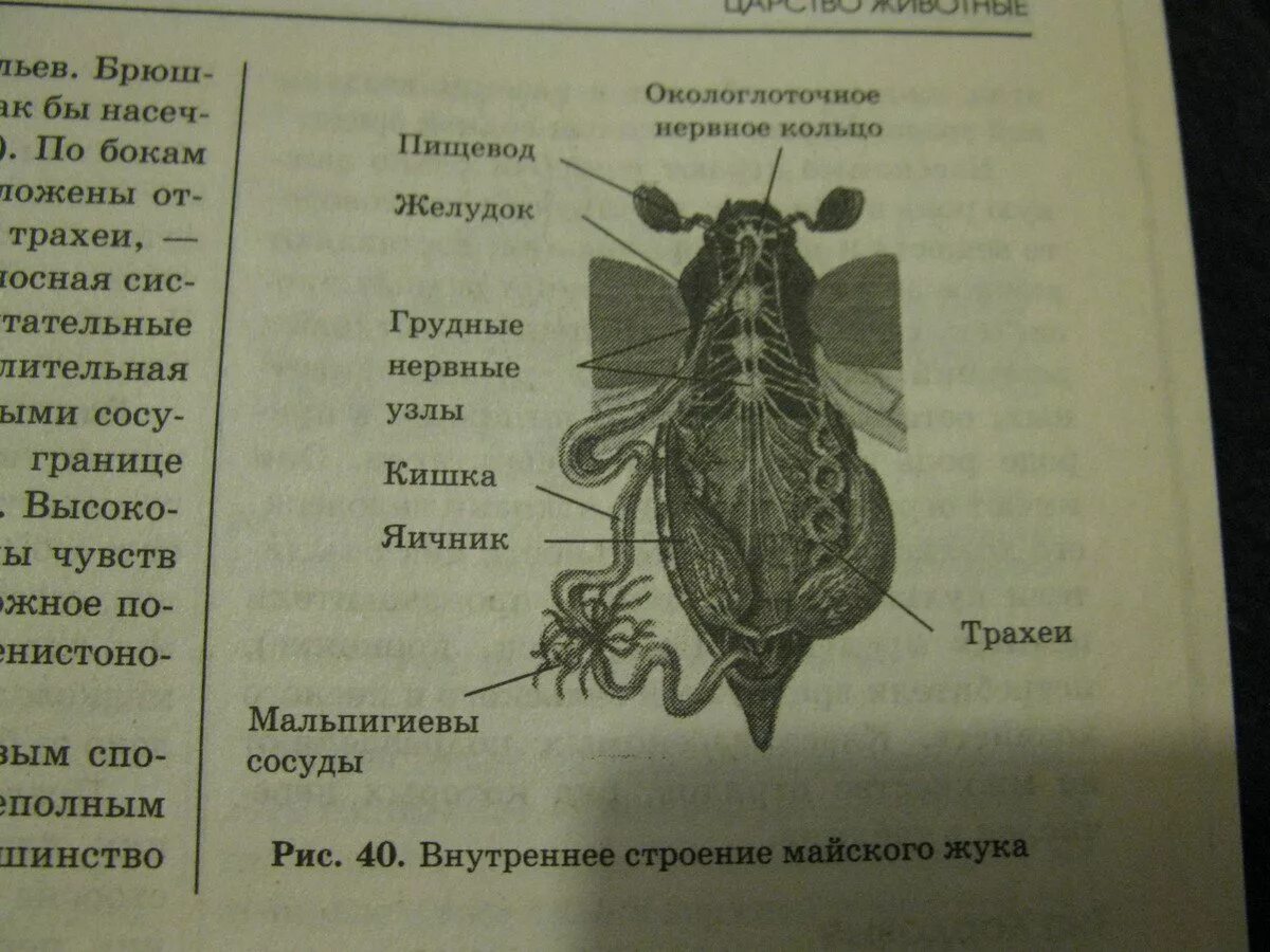 Внутреннее строение майского жука. Внутреннее строение самки майского жука. Строение органов майского жука. Пищеварительная система майского жука. Насекомое работающая на органы