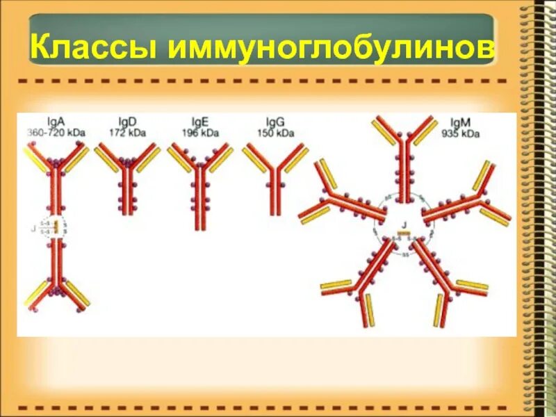 Антитела классы иммуноглобулинов. Иммуноглобулины класса e 600. Классификация иммуноглобулинов. Подклассы иммуноглобулинов.