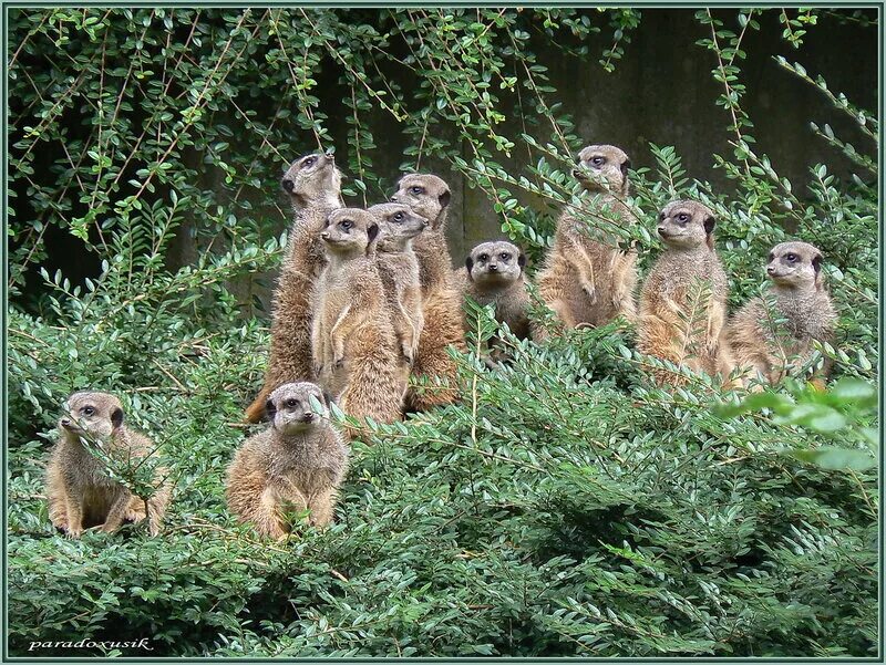 танцующий суслик. сурикаты и панда. смешные сурикаты. сурикаты обнимаются. африканский сурикат.