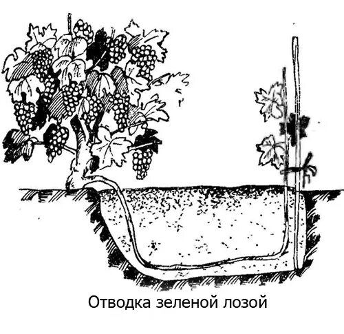 Размножение виноградной лозы черенками. Высаживание черенков винограда. Укоренение винограда черенками. Укореняем черенки винограда. Виноград размножение лозой.