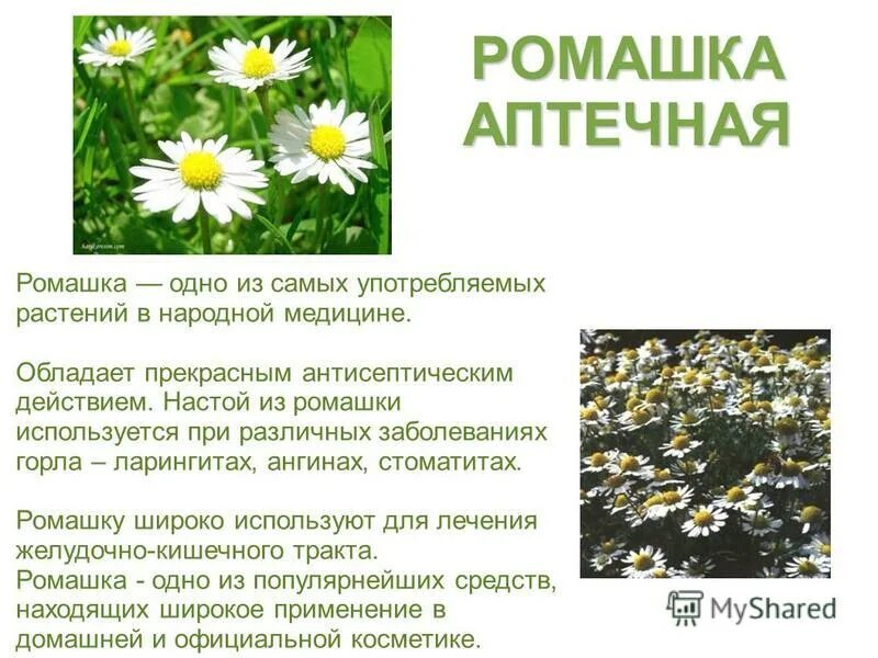 Ромашка свойства и применение. Семейство Сложноцветные Ромашка аптечная. Ромашка лекарственная описание растения. Целебная Ромашка описание. Ромашка лекарственная описание.