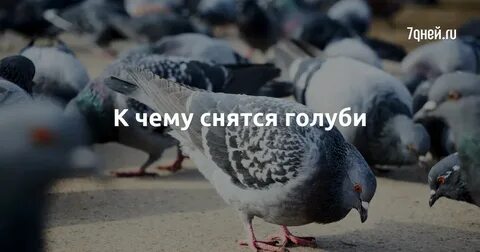 К чему снится голубь во сне мужчине