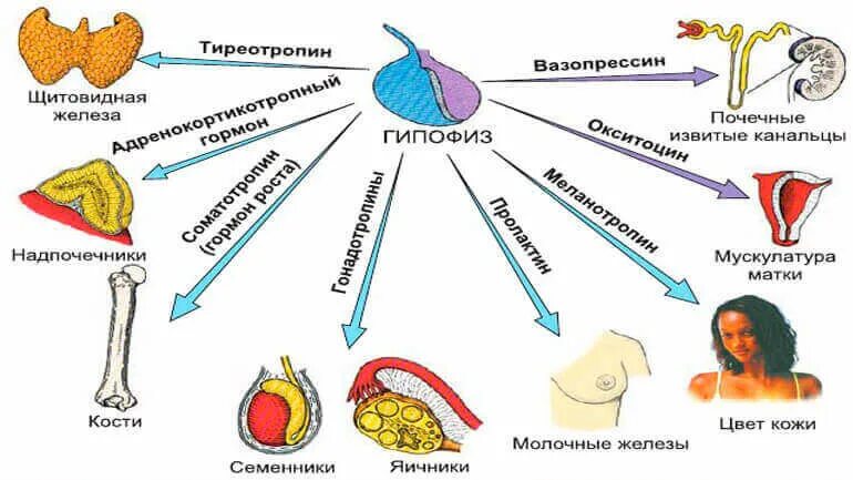 Обмен веществ гипофиза. Гипофиз гормоны и функции гормоны. Гипофиз строение функции гормоны. Гормоны гипофиза функции в организме. Роль гормонов гипофиза в организме.