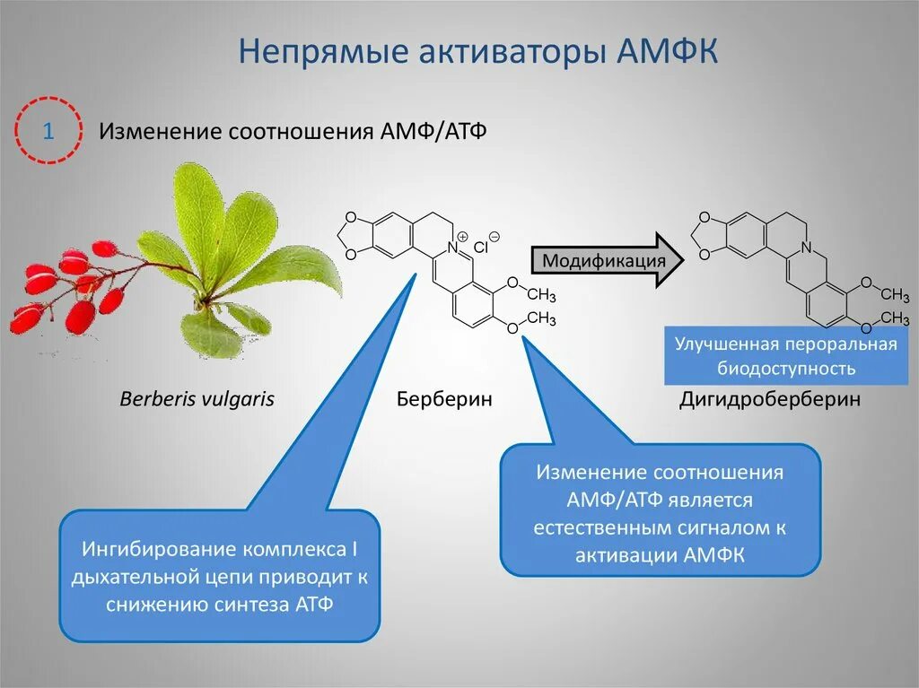 Измененный синтез. Аденозинфосфорные кислоты. АМР акивируемая протеинкиназа. Ингибиторы синтеза АТФ.