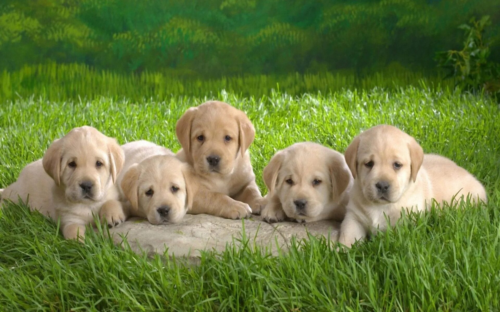 6 个 彩 色 自 然 肖 像 lr 预 设 Golden retriever, Labrador retriever, Corgi