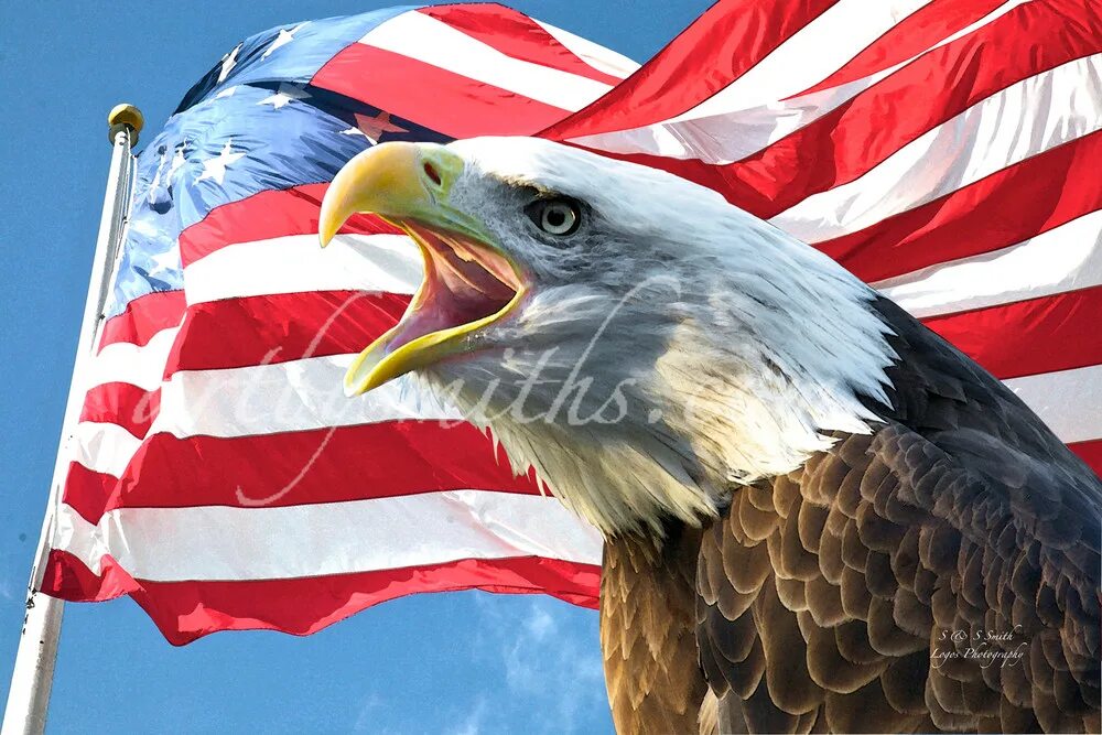 Орел свободы США. America Freedom. Eagle American symbol. Звук орла америка