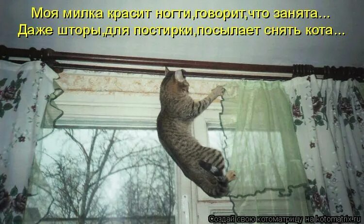 Пять повесить. Кот висит на шторах. Кот висит на занавеске. Смешные шторы. Юмор про шторы.