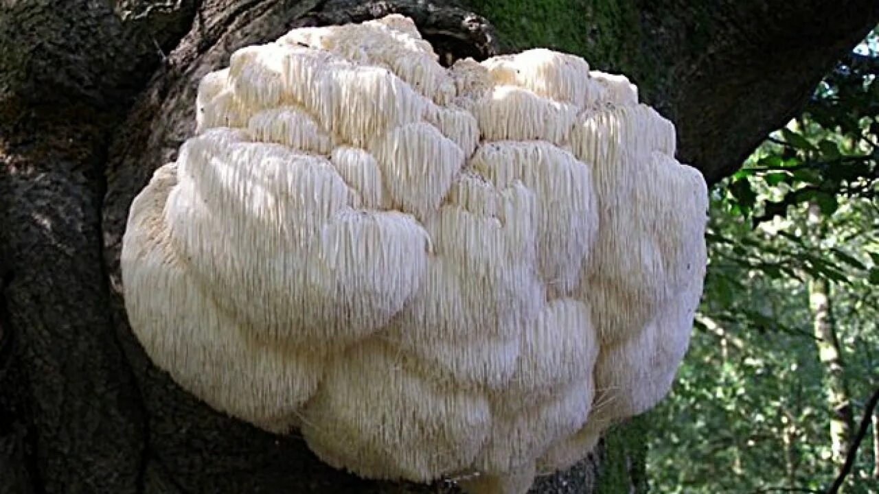 Ежевик (ежовик) гребенчатый. Ежовик применение. Львиная грива (ежевик гребенчатый). Гриб ежовик гребенчатый. Ежовик применение.