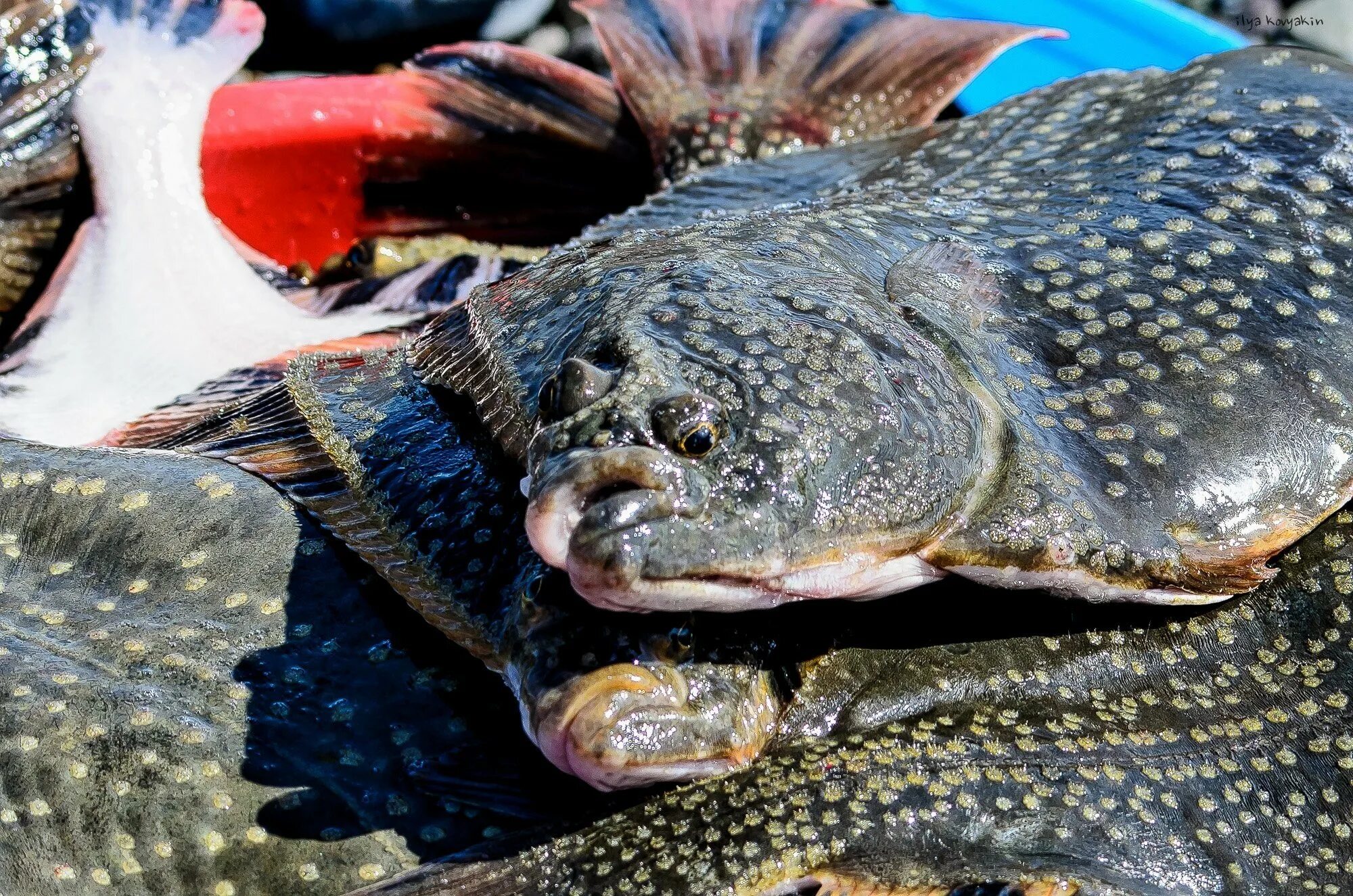 Камбала Каменушка. Охотское море рыбалка. Рыбы Охотского моря. Большие рыбы Охотского моря.