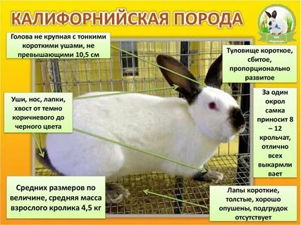 Содержание порода