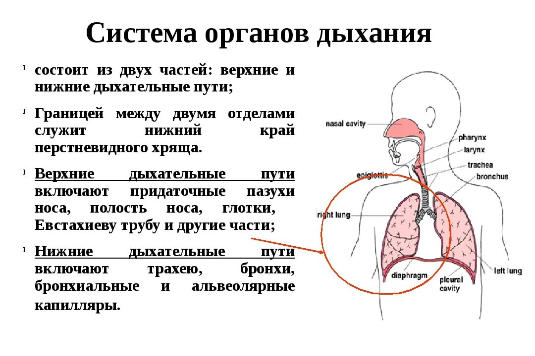 Дыхательная система дыхательные пути схема. Афо строения органов дыхания. Возрастные особенности дыхательной системы таблица. Верхние и нижние дыхательные пути схема. Вдох особенности