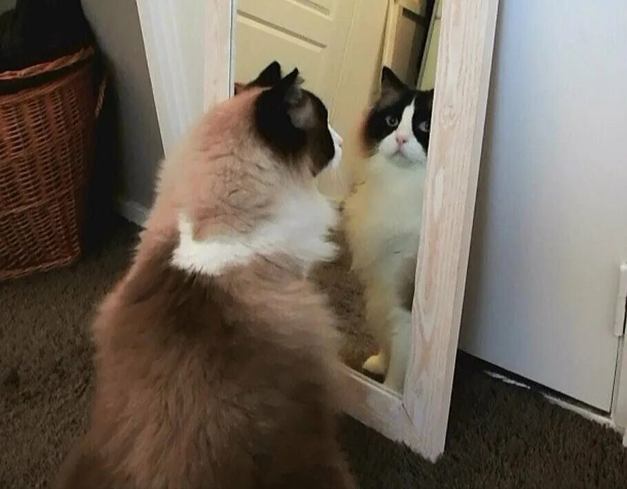 Cat tries