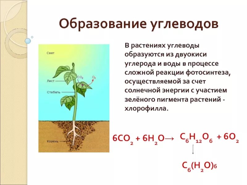 Углерод в растениях. Сахароза роль в растениях. Роль углеводов в растениях. Образование углеводов. Источник углерода для растений образуется