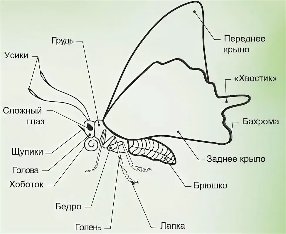 Какое явление изображено на рисунке бабочка