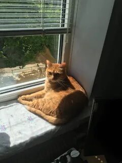 Коты челны