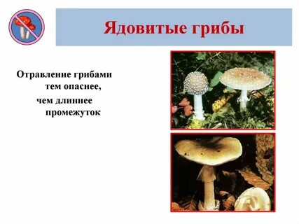 Ядовитые грибы обж 8 класс