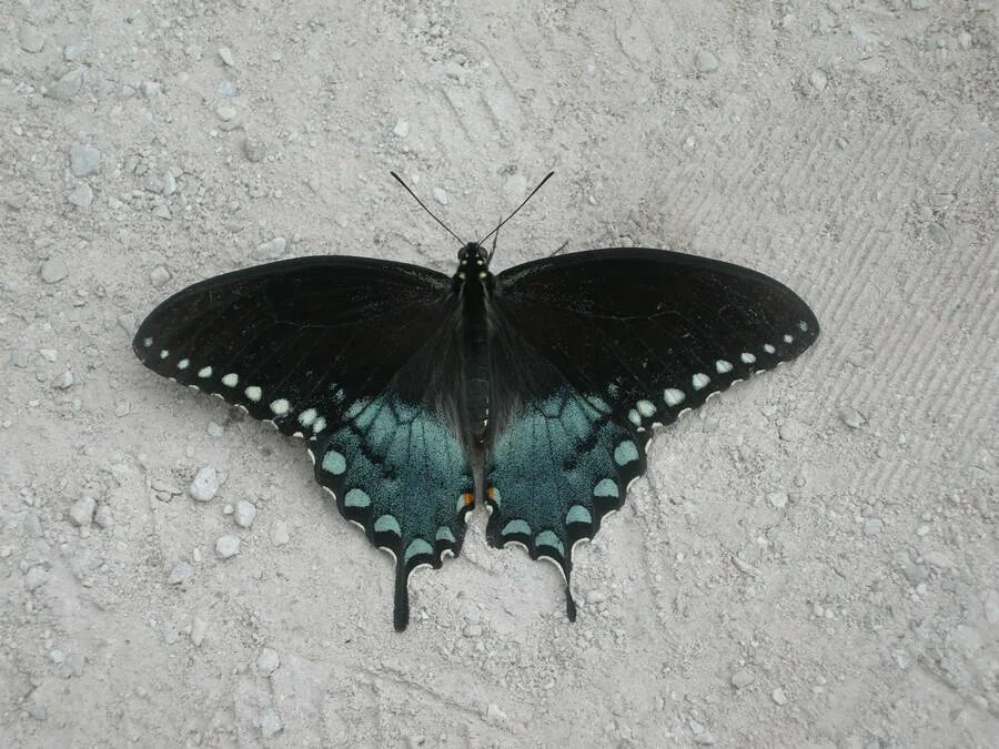 Бабочка Баттерфляй Блэк. Темная бабочка. Черная бабочка с зеленым отливом. Огромная черная бабочка. Бабочка черный рынок