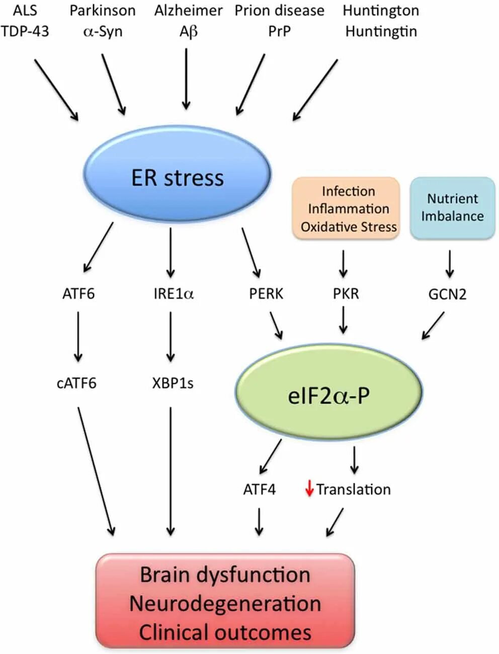 Сигма 1 рецепторы. Er stress. Er stress. Unfolded protein response статья. Стресс на бумаге.