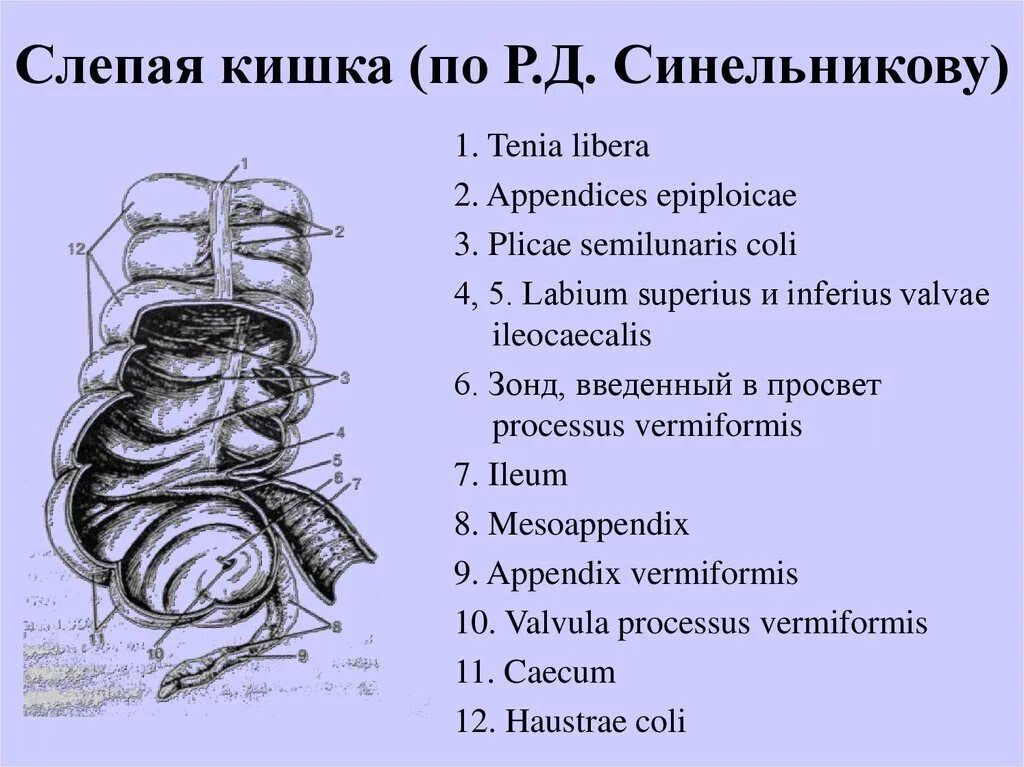 Слепая кишка части. Appendices Epiploicae толстой кишки. Анатомические образования слепой кишки. Слепая кишка галотомия.