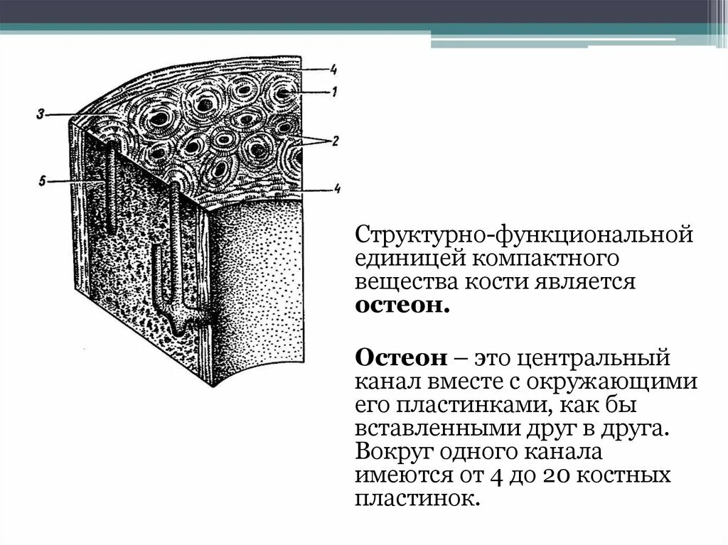 Структурная единица кости. Структурно-функциональная единица кости. Структурно-функциональная единица компактного вещества кости. Структурно-функциональной единицей компактного вещества является. Структурно-функциональная единица кости Остеон.