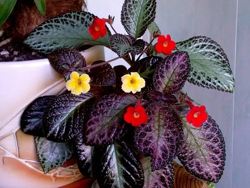 Domenika flowers
