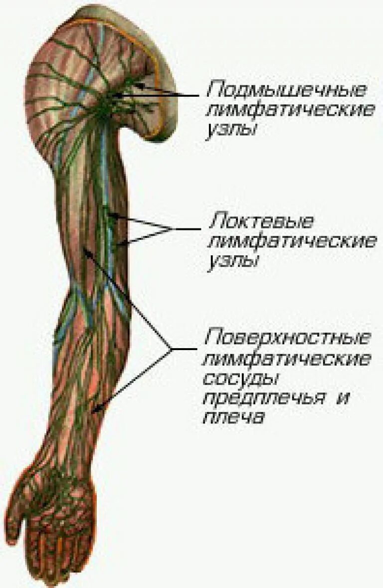 Лимфатическая система верхних конечностей человека. Лимфоузлы верхней конечности. Поверхностные локтевые лимфатические узлы. Лимфоузлы кисти