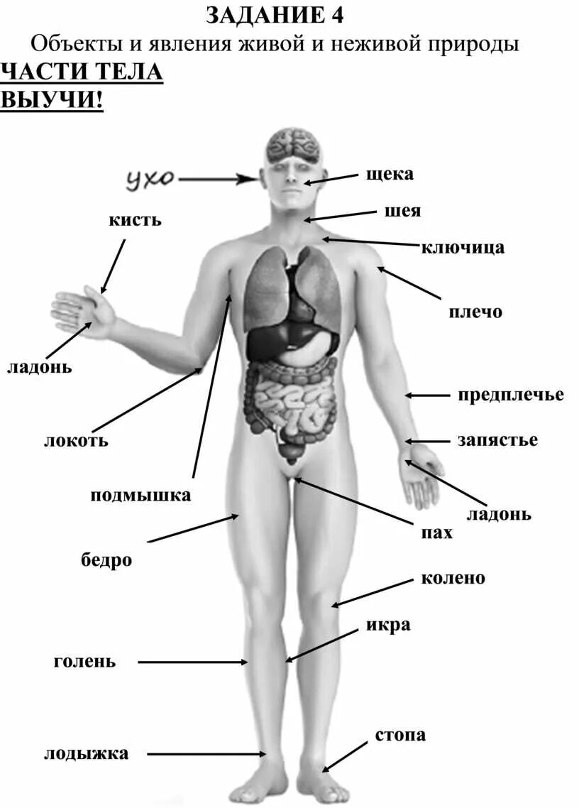 Части человека 4 класс окружающий мир впр. Части тела человека ВПР 4 класс. Тело человека 4 класс окружающий мир ВПР. Части тела человека 4 класс. Строение тела человека ВПР 4.