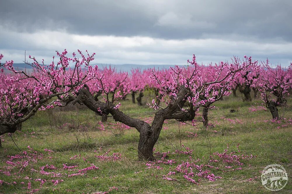 Цветение персиковых садов в Крыму. Персиковые сады в Дагестане цветение. Цветение персикового дерева в Дагестане. Персиковые сады Пшада. Что цветет розовым в крыму