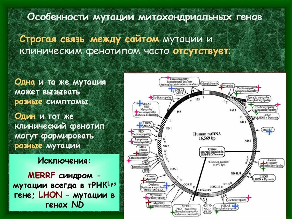 Мутации митохондриальных генов. При развитии деплеции мтднк формируется синдром. Критерии нехромосомной наследственности. Днк митохондрий. Патогенез диссеминированного внутрисосудистого свертывания крови.