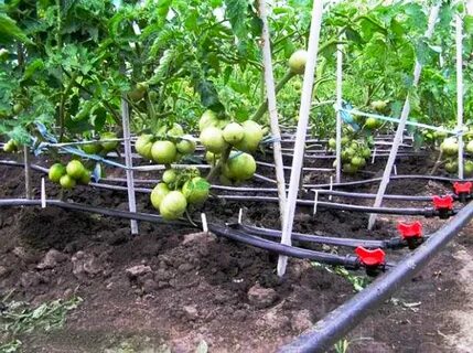 Капельный полив помидоров в теплице