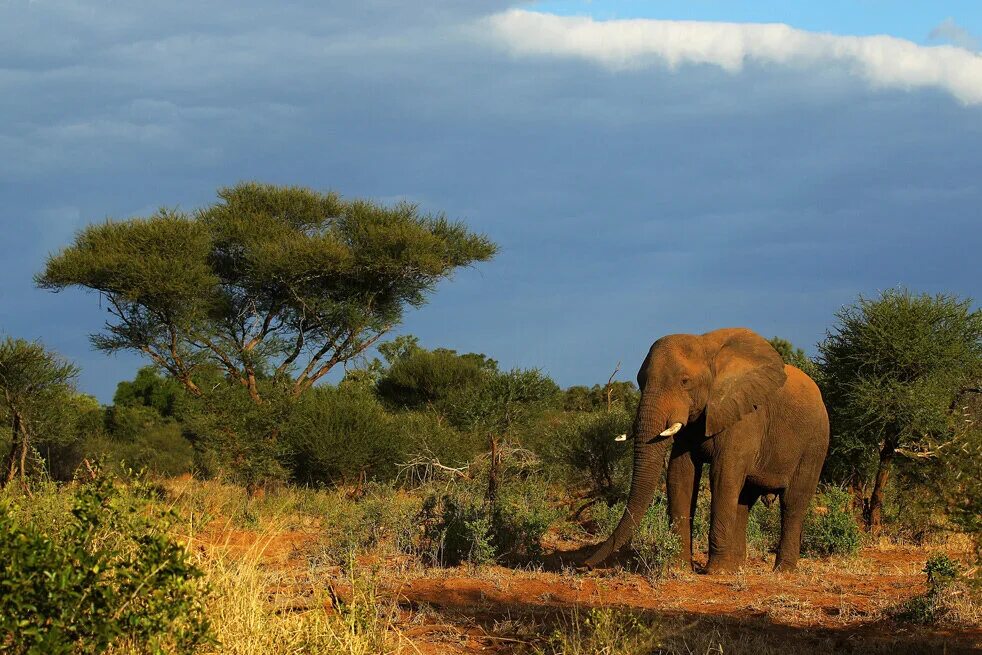 Национальный парк каким названием есть в африке. Национальный парк Крюгер ЮАР. Национальный парк Крюгера в Африке. Национальный парк Африки Крюгер растения. ЮАР сафари парк Крюгера.