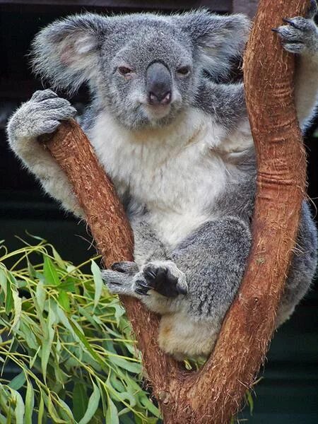 Коала страшная. Мокрая коала. Злая коала. Страшная коала. Куала страшная.