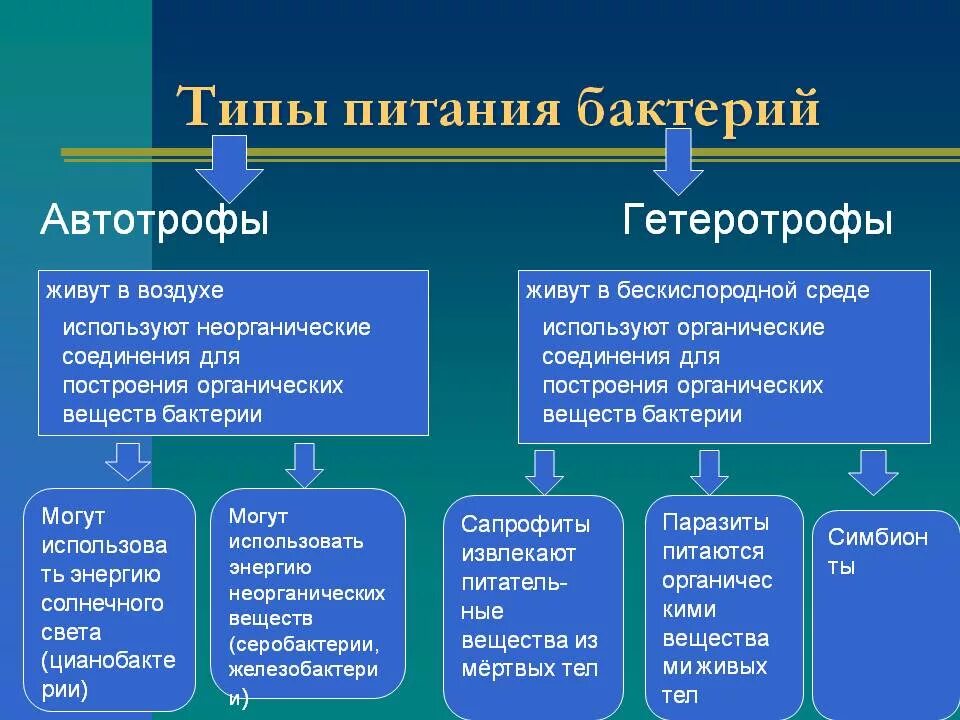 Автотрофный тип питания характерен