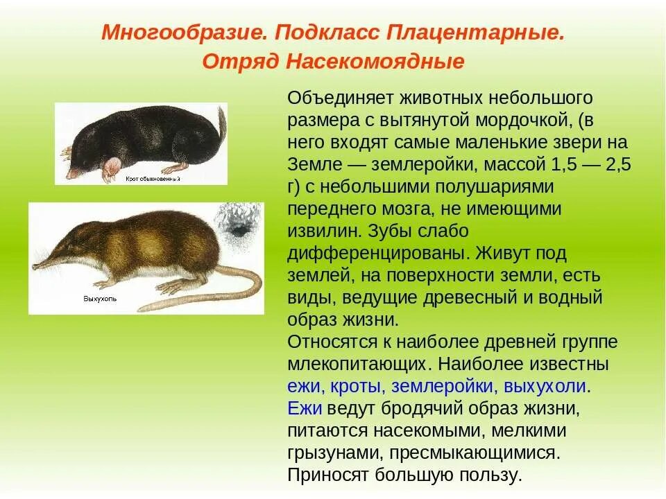 Признаки отряда грызуны. Плацентарные отряд Насекомоядные. Отряды подкласса плацентарные. Насекомоядные плацентарные млекопитающие. Отряд Насекомоядные подкласс.