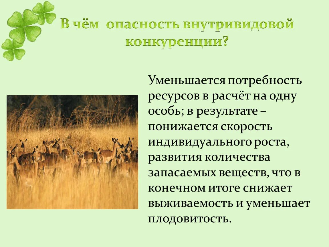 Косвенная конкуренция. Внутривидовая и межвидовая конкуренция. Конкуренция в биологии. Внутривидовая конкуренция это в биологии. Конкуренция в экологии.