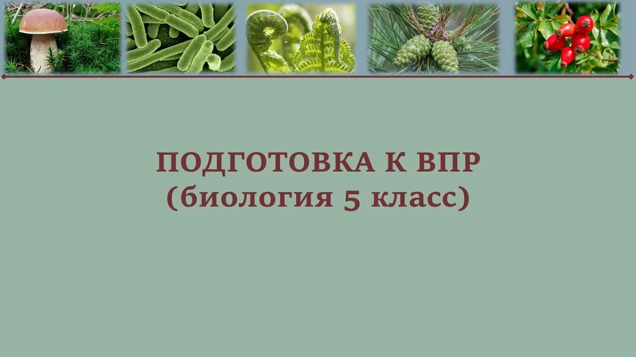 Впр по биологии восьмой класс. Подготовка к ВПР биология. ВПР биология 5 класс. ВПР 5 кл по биологии подготовка. Подготовка к ВПР по биологии 5 класс 2023.