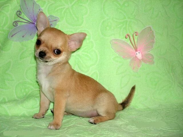 Чихуахуа милли. Чихуахуа тедди. Щенки хуа чихуахуа. Чихуахуа короткошерстные. Щенки чихуахуа.