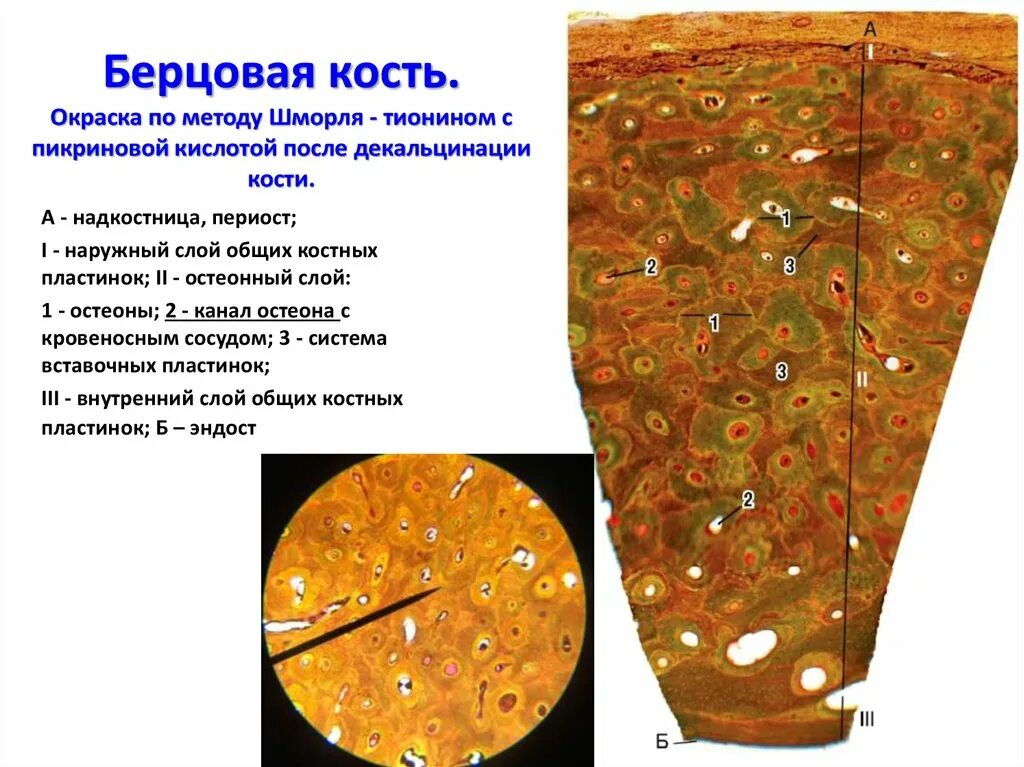 Срез кости. Костная ткань с надкостницей гистология. Периост гистология. Слой внутренних генеральных пластинок. Поперечный срез надкостницы.