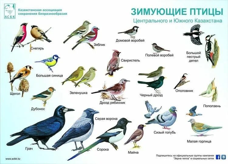 Название мероприятия зимующие птицы. Зимующие птицы казахстана. птицы южного казахстана. птицы в городе. птицы алматы.