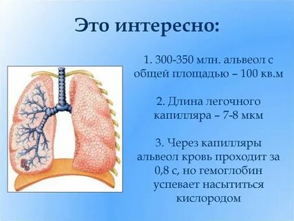 Презентация значение дыхания органы дыхания 8 класс