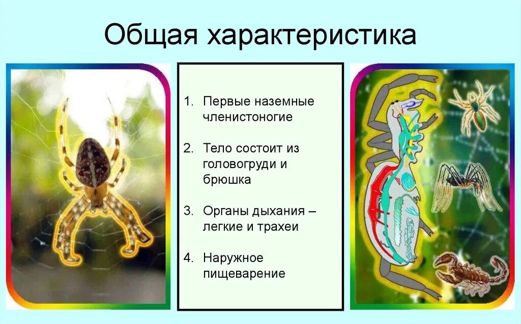 Паукообразные 7 класс биология. Характеристика паукообразных. Паукообразные тело состоит из головогруди и брюшка. Урок по тему паукообразные. Членистоногие тело разделено на