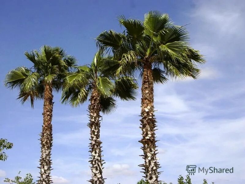 три пальмы в аравийской пустыне. произведение лермонтова три пальмы. пальмы в пустыне. стихотворение 3 пальмы лермонтов. стихотворение лермонтова три пальмы.