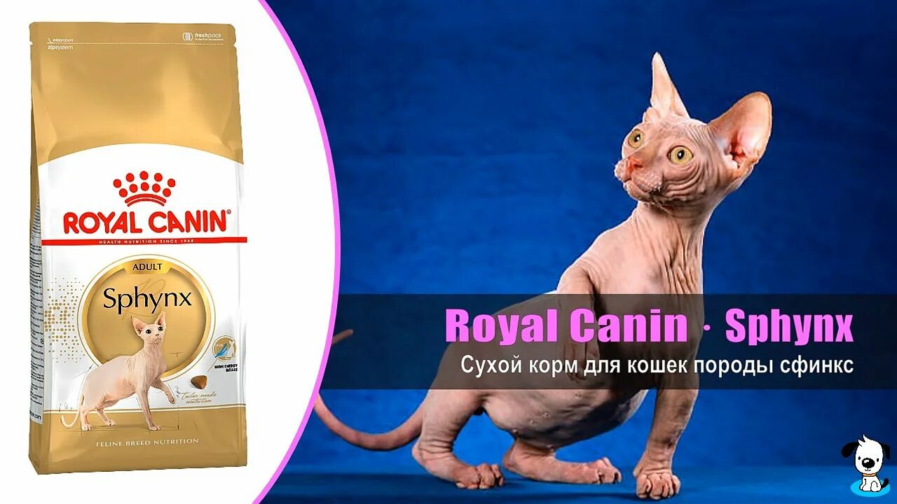 Сухой корм для сфинксов какой. Роял канин для сфинксов котят. сухой корм royal canin sphynx для кошек породы сфинкс старше 12 месяцев. роял канин сухой для сфинксов для кошек. корм реал канин для котенка сфинкса.