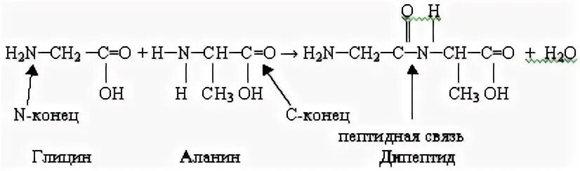Синтезирующий полипептид