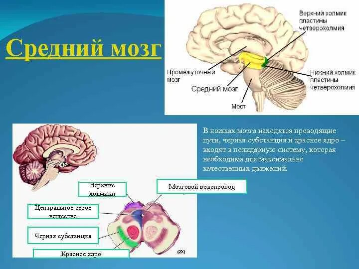 Верхние холмики четверохолмия. Средний мозг. Функция верхних холмиков среднего мозга:. Нижние и Верхние холмики четверохолмия.