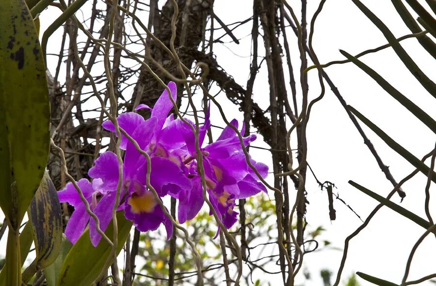 Как растут орхидеи в дикой. Фаленопсис эпифит. Орхидные Эпифиты. Орхидея фаленопсис в дикой природе. Эпифиты орхидеи фаленопсис.