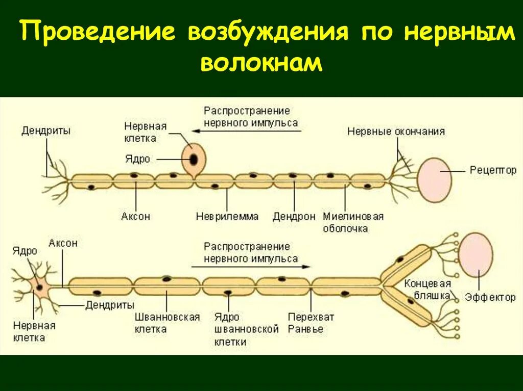 Процесс возбуждения нервных клеток. Схема распространения возбуждения по нервному волокну. Механизм проведения импульсов по нервному волокну. Механизм проведения возбуждения по нервным волокнам. Проведение возбуждения по разным типам нервных волокон..