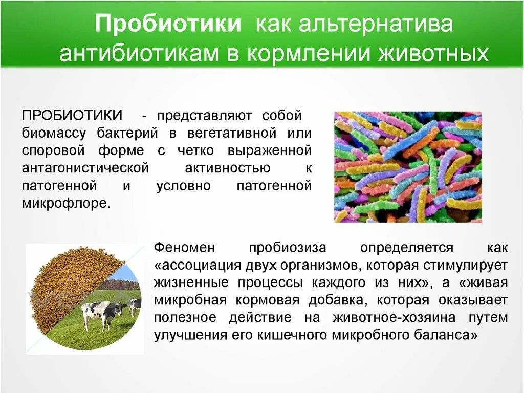 Хранение ферментов. Микроорганизмы в животноводстве. Применение пробиотиков. В основном, пробиотики-бактерии разделяются на группы:. Пробиотик в корме животных.