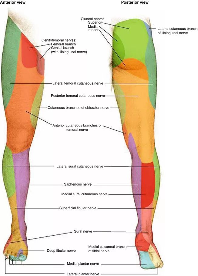 Иннервация нижней конечности анатомия. Иннервация нижней конечности конечности. Иннервация кожи голени нервы. Иннервация кожи нижней конечности. Место ниже бедра