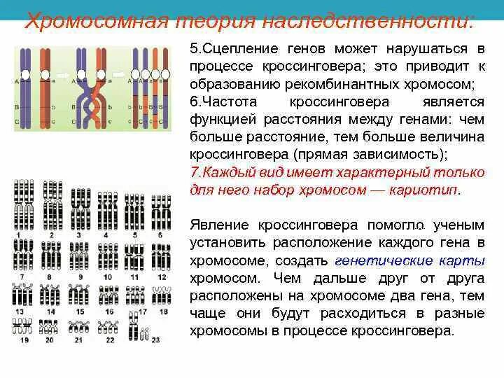 Хромосомы человека. Гены и хромосомы. Кариотип половых клеток человека. Генетическая карта хромосом человека.